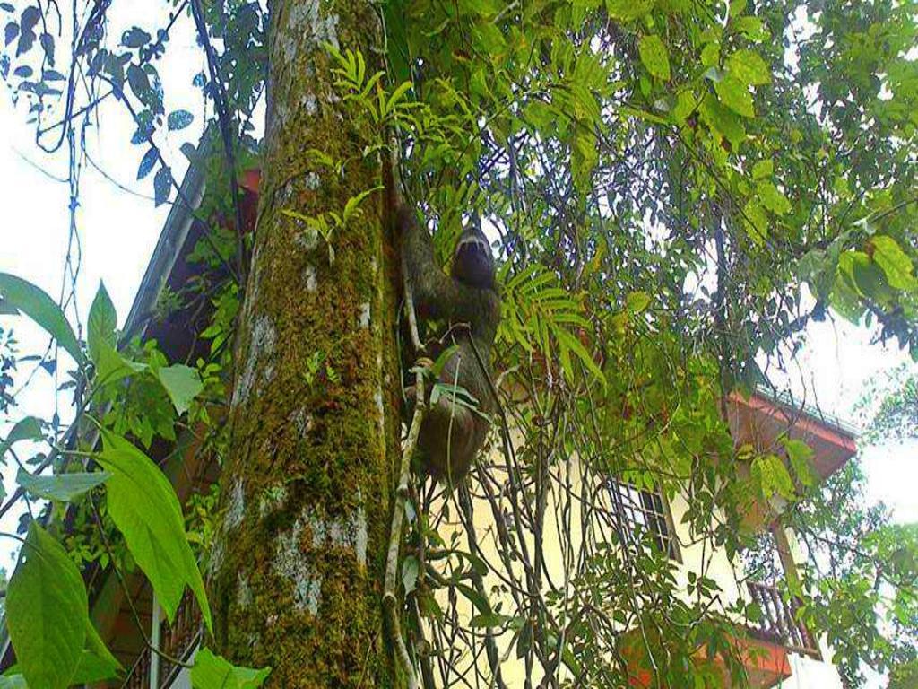 Hotel Tres Banderas Manuel Antonio Kültér fotó